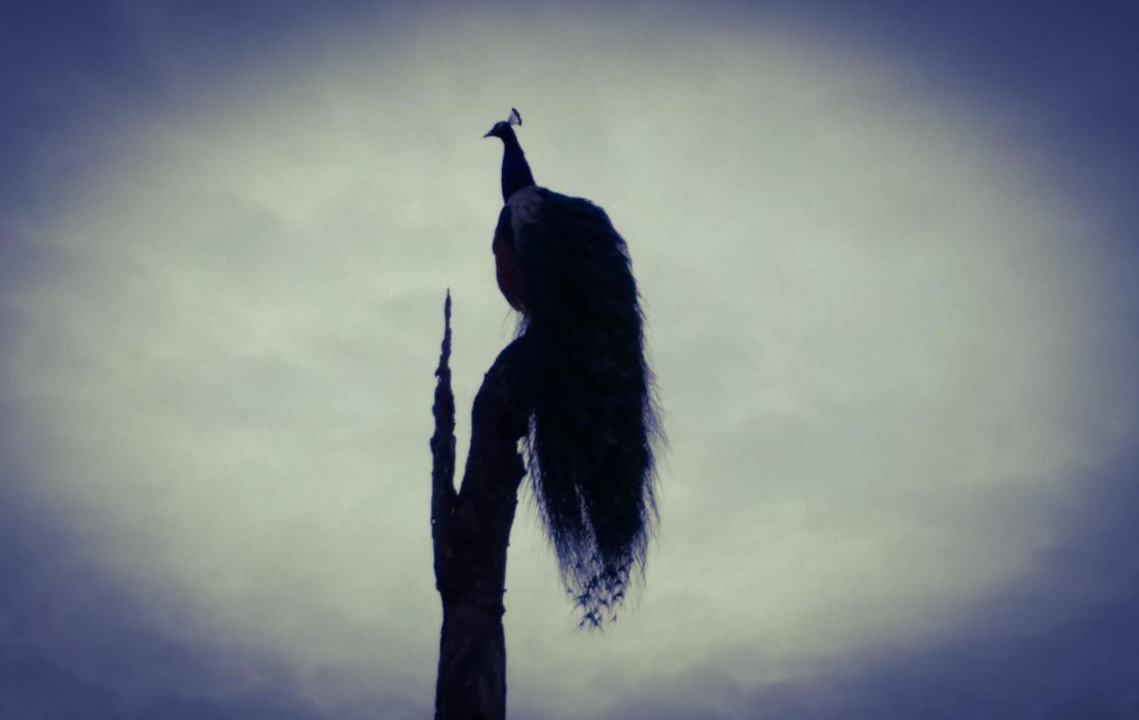 Peacock Riverside Udawalawe Dış mekan fotoğraf